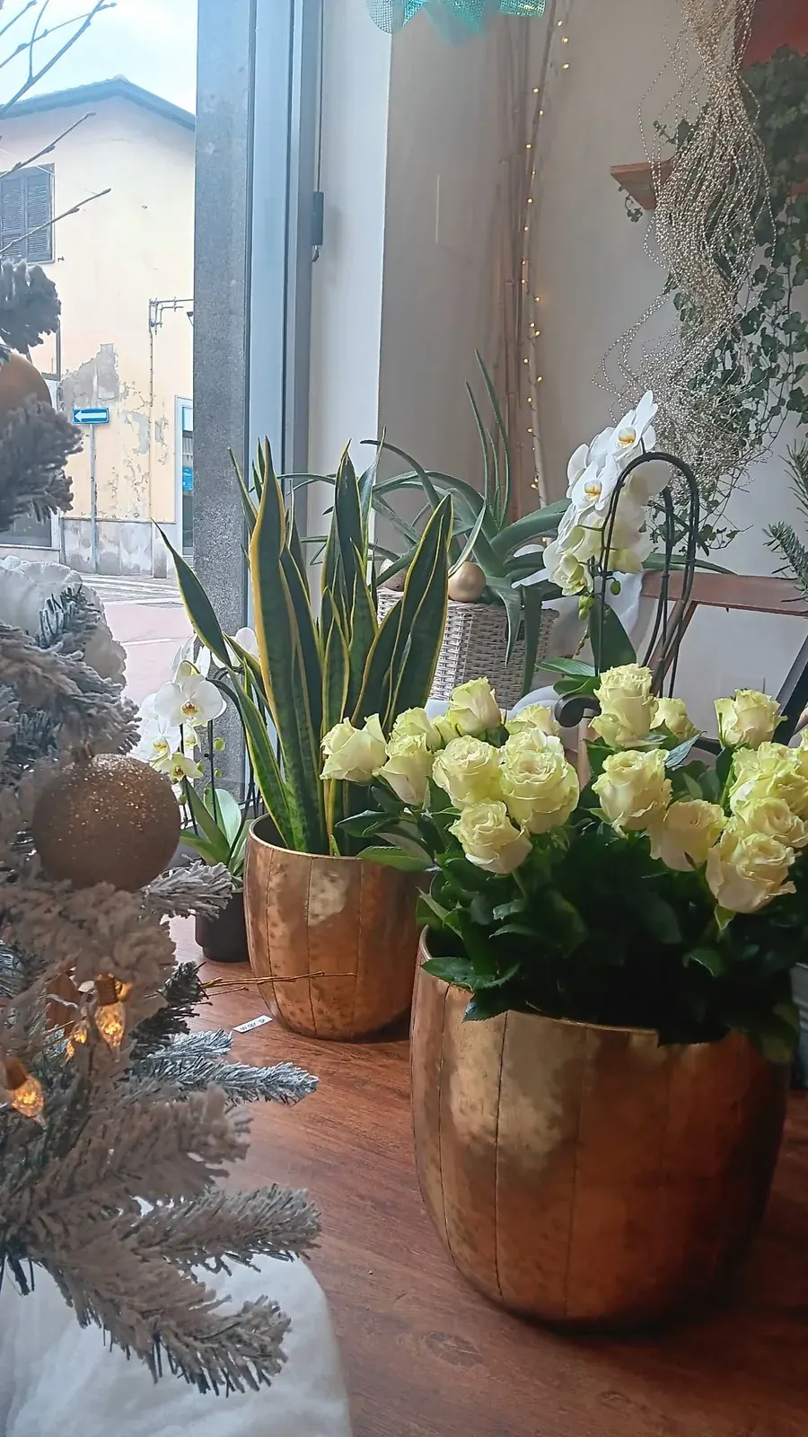 Piante e fiori vicino alla vetrina