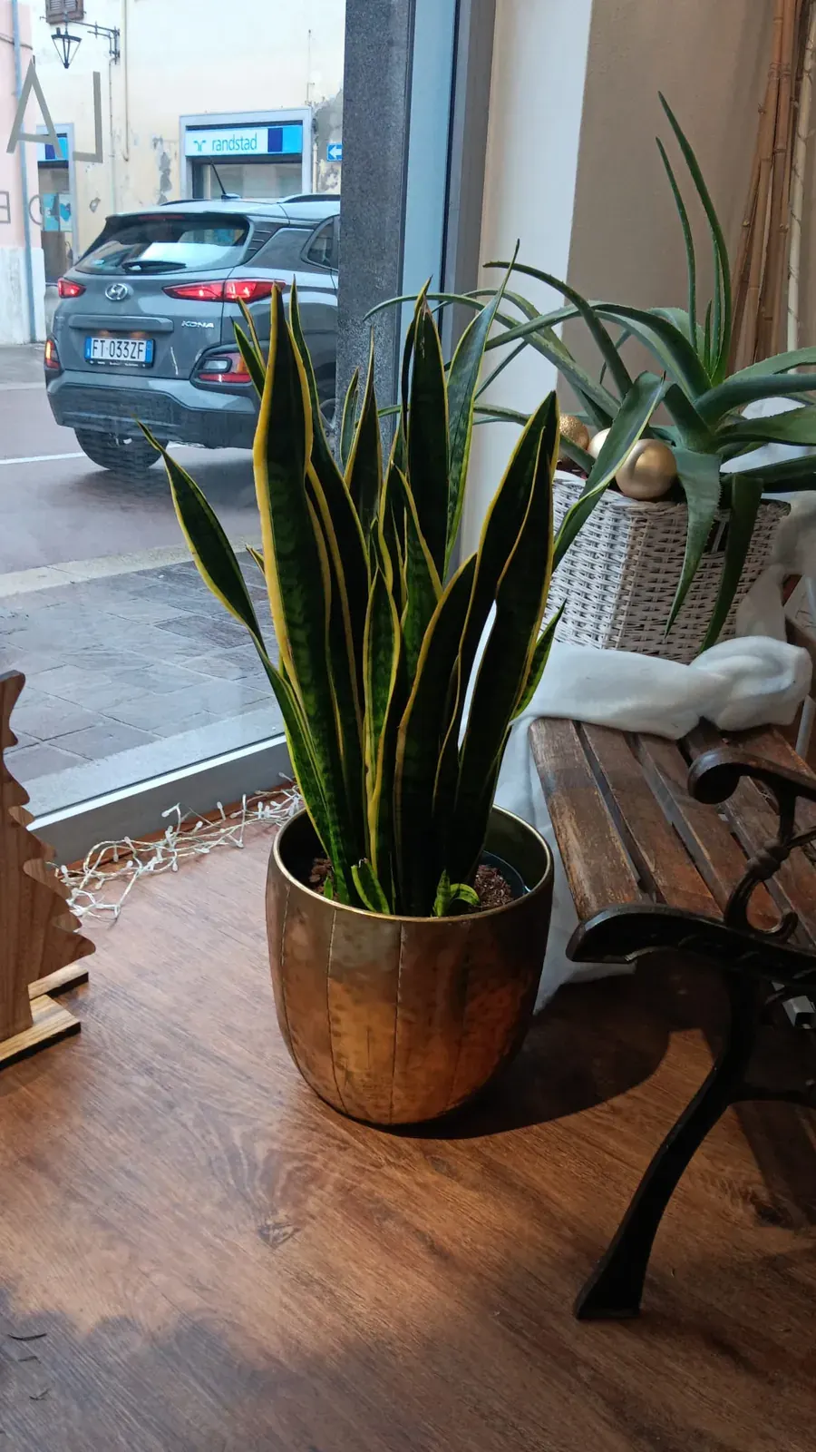 Pianta verde in vaso vicino all’ingresso