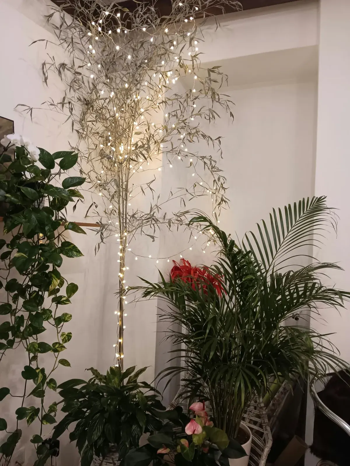 Piante verdi e rami decorativi