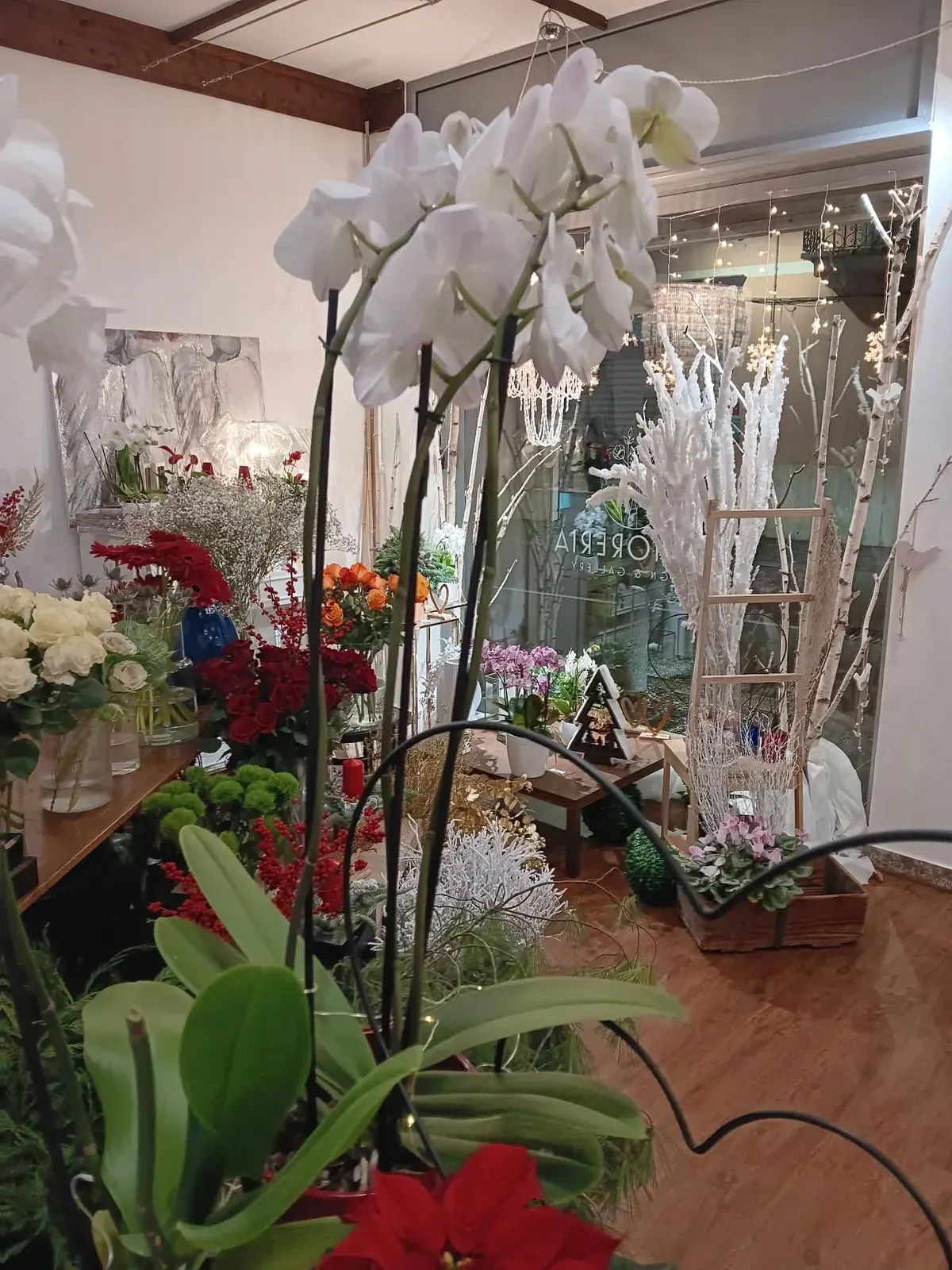 Orchidee bianche nella bottega